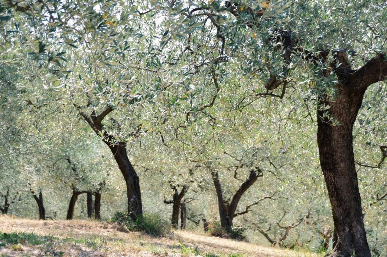 B&B Lavanda E Rosmarino Assisi Exterior photo